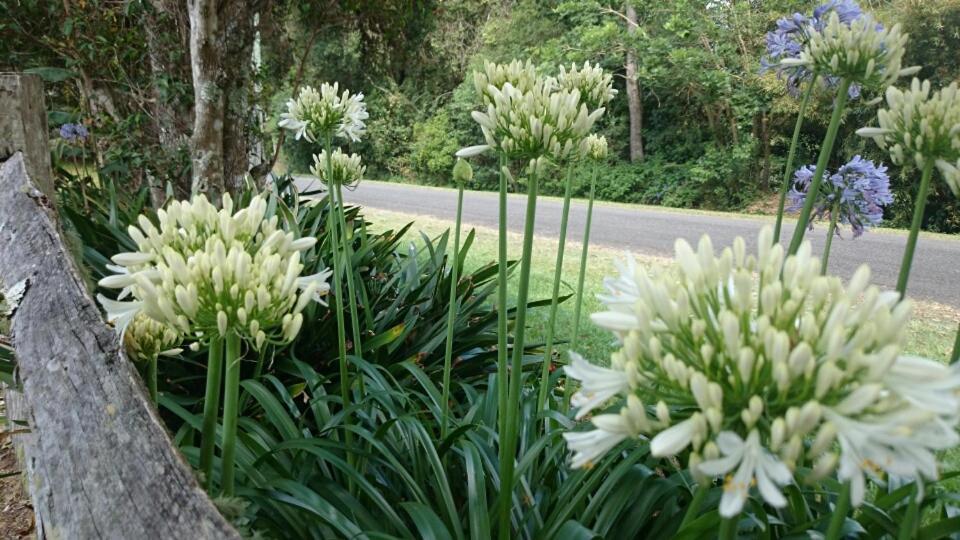 The Paddocks Villa Maleny Buitenkant foto